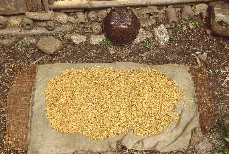 WT 1000 148-15 Nepal Barley.jpg